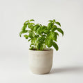 Sweet Basil