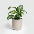 Chinese Evergreen (Aglaonema)