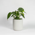 Heartleaf Philodendron (Philodendron Hederaceum)